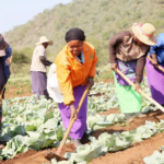 Farming in Kenya: A Growing Opportunity for Sustainable Agriculture