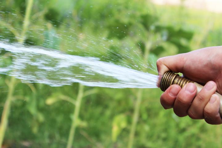 Hosing down your plants is one way to control the aphid population in your garden.