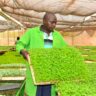 Kirinyaga County to support tomato farmers in readiness for Sagana Agro-Industrial City