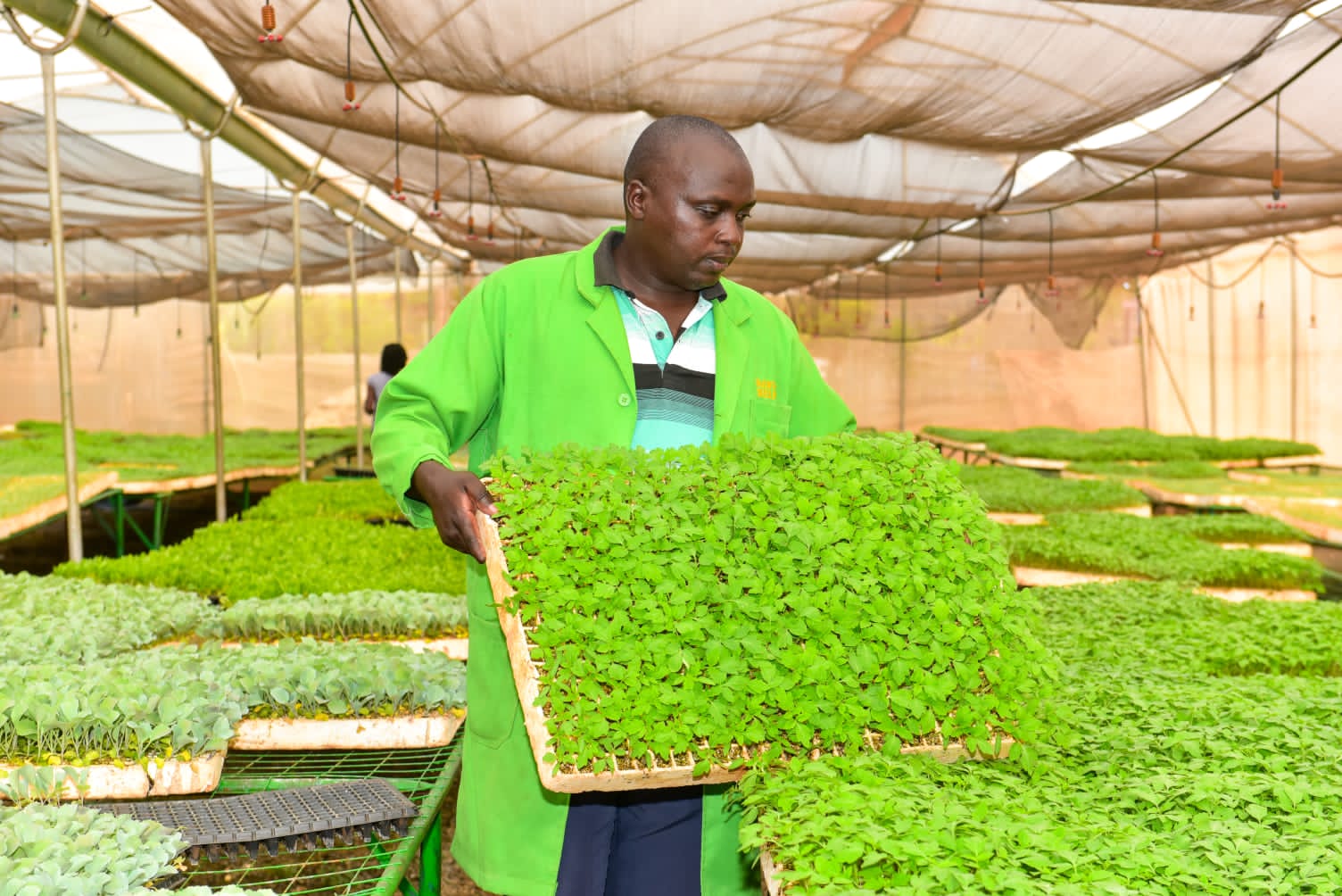 Kirinyaga County to support tomato farmers in readiness for Sagana Agro-Industrial City