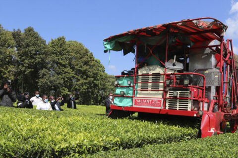 Mechanisation On Tea Farming In Kenya, How Misconception Is Hurting The Industry