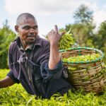 Smallholder tea farmers set for a record KSh44.15 billion final payout