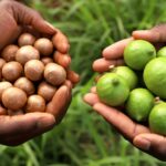 The Untold Sad State Of Macadamia Farming In Kenya. macadamia ban