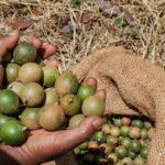 The Untold Sad State Of Macadamia Farming In Kenya 2023