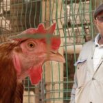The surprising business model that transformed a Kenyan chicken farmer