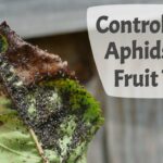 Understanding Aphids and How To Control Them On Fruit Trees