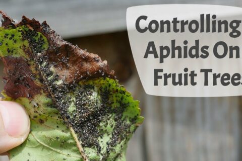 Understanding Aphids and How To Control Them On Fruit Trees