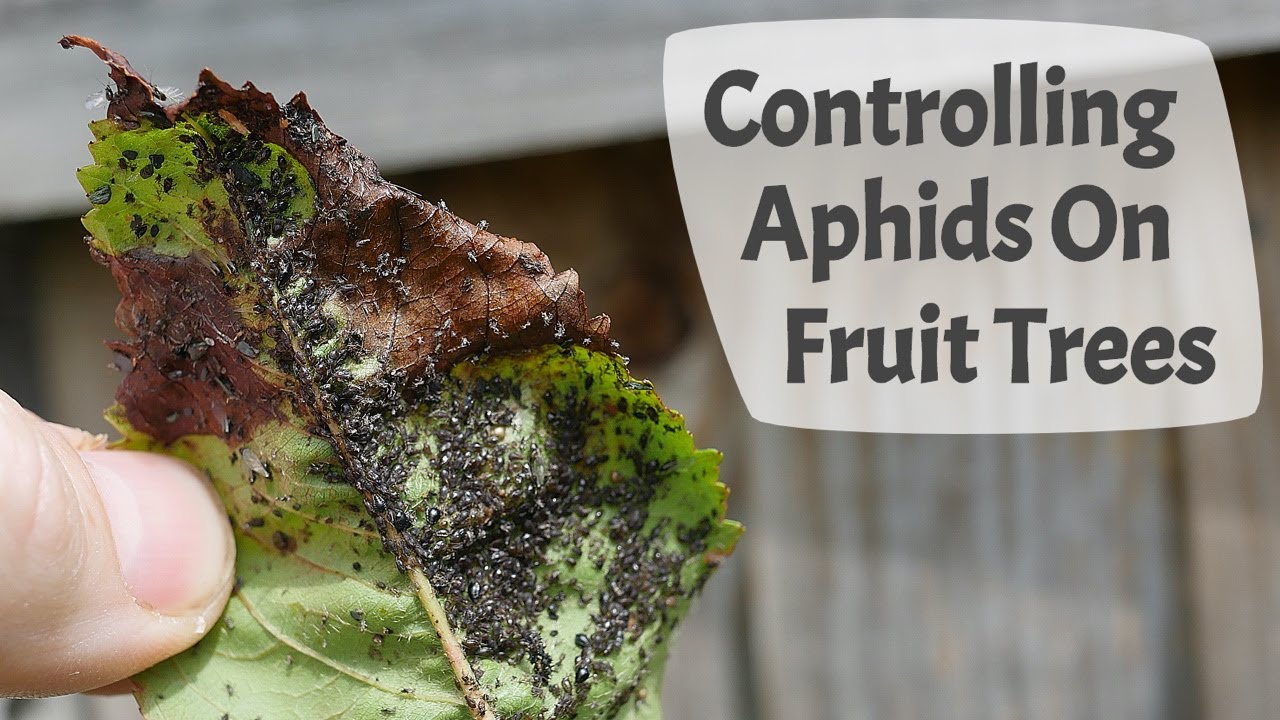 Understanding Aphids and How To Control Them On Fruit Trees 