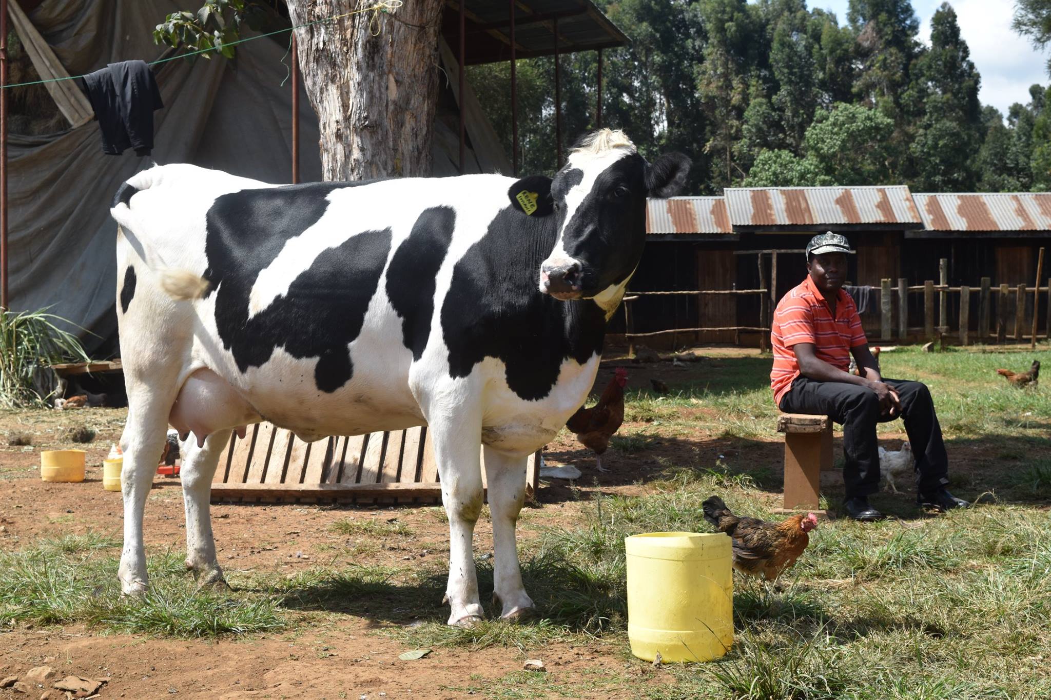 Dairy Farmer In Kenya