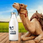 Is keeping camels for milk the future of dairy farming?