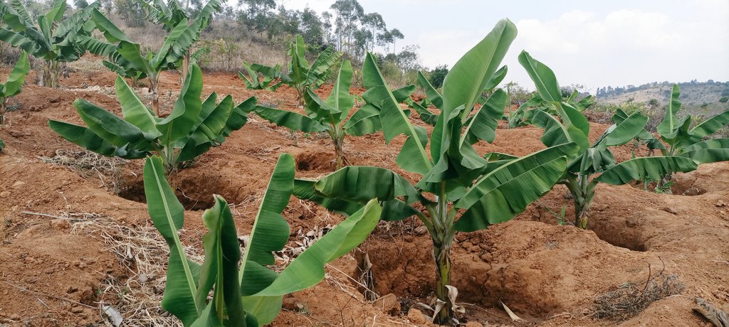 planting on banana farming in kenya