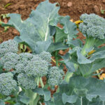 Common Pests and Diseases That Affect Broccoli Farming In Kenya