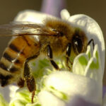 Decline of pollinators pose a serious threat to Coffee, Watermelon and Mangoes Decline of pollinators pose a serious threat to Coffee, Watermelon and Mangoes