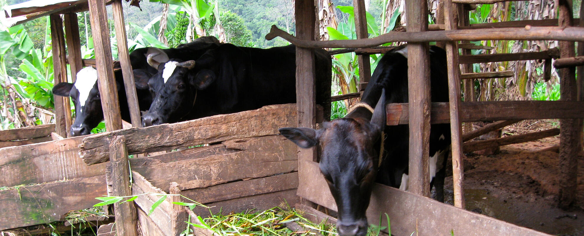 Different Concentrate Mixtures For Smallholder Dairy Farmers