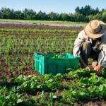 How you can optimize your agribusiness management strategies for long-term success