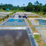 Kenyan farmers benefitting from fish exports to Europe