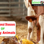 Nutritional Diseases Of Dairy Animals