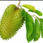 The Soursop Leaves Craze: Amazing Nutritional and Medicinal Benefits # Trending