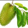 Soursop Leaves health bennefits
