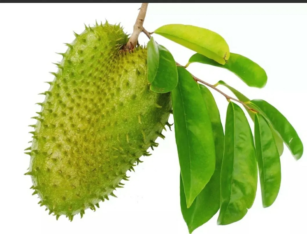 The Soursop Leaves Craze: Amazing Nutritional and Medicinal Benefits 1 Soursop Leaves health bennefits