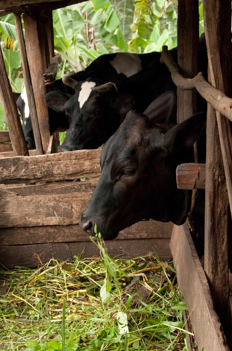 feedding dairy meal in kenya best