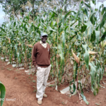 Farmer Andrew Mureithi visiting the on-station experiment at KALRO Embu, with plastic film mulch installed.