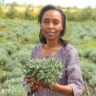 Growing Herbs For Export In Kenya: Success Story Of Grace Muchai In Isinya