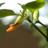 Understanding Chilli Stem Borer