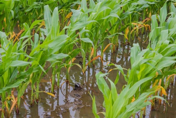 Can maize tolerate the waterlogging conditions? 1 Can maize tolerate the water logging conditions?