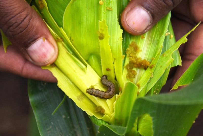 The Foreign Pest Onslaught in Kenya: If Scientists Are Helpless, What Chance Do Farmers Have? 6 CABI empowers farmers in Kenya on a cost-efficient, sustainable, and promising alternative for fall armyworm management