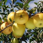 Golden Dorsett Apple Variety; A Comprehensive Farming Guide Golden Dorset Apple Variety; A Comprehensive Farming Guide