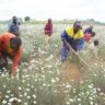 Farmers from Kerio Valley in Elgeyo Marakwet earned Sh10.4 million from the sale of 250,800 kilogrammes of sorghum in the just-concluded harvesting season.