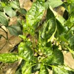 Understanding and Managing the Rush Spider Mite Infestation Protecting Pixie Farmers in Kenya