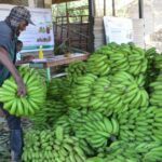 Banana Farming