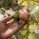 Cashew nut production, processing, export and market trends in Africa # Trending