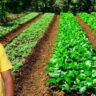 From Financial Manager To A Career In Farming: Success Story Of Kumar Sheth