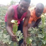 Okra Farming In Uganda