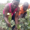 Okra Farming In Uganda