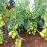 Samburu Farmer Abandons Livestock for Thriving Tomato Farm Amidst Banditry
