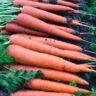 Seed Technologies to Help Reduce Risks and Improve Carrot Crop Performance