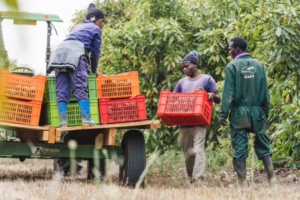 Tanzania's Hass Avocado Export to China Takes Shape