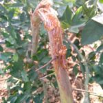 Unveiling the Challenge of Citrus Gummosis: A Comprehensive Approach to Phytophthora Control