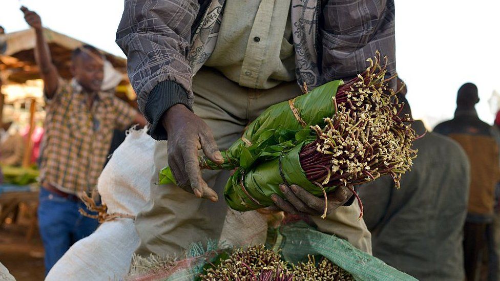 Finally, Kenya secures market for miraa (khat) farmers in Isreal: Kenyan Khat Farmers