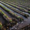 How to make agriculture less rain-fed