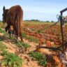Mechanization Initiatives for Smallholder Farmers in Africa