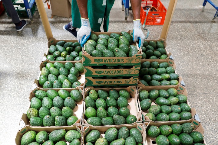 Taking Advantage Of Qatar; Kenya's Unexploited Hass Avocado Market 