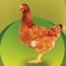 Fowl Paratyphoid in poultry
