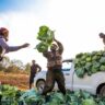 Kenya set to expand market access for agricultural produce to boost growth