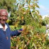 Age is Just a Number: Success Story of Mzee William Chiira Hass Avocado Farm