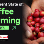 The Current State Of Coffee Farming In Kenya